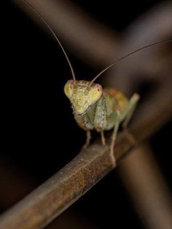 Acontistid Mantis Nymph of the Genus Metaphotina