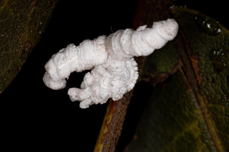 Flatid Insect nymph of the family flatidaeの写真素材