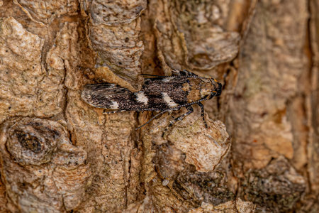 Adult Twirler Moth of the Family Gelechiidae