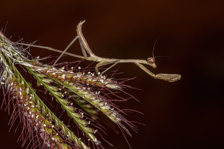 Small Mantid nymph of the Genus Oxyopsis