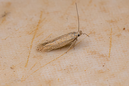 Adult Curved-horn Moth of the Superfamily Gelechioidea