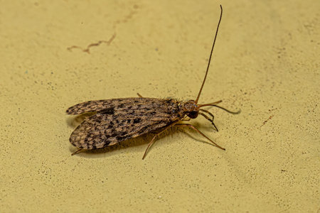 Adult Caddisfly Insect of the Order Trichoptera