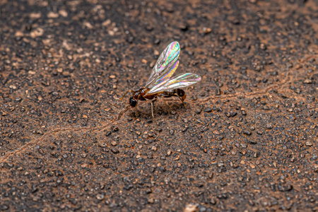 Adult Male Ant of the Tribe Leptomyrmecini