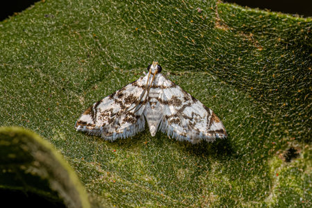 Adult Crambid Moth of the Family Crambidaeの写真素材