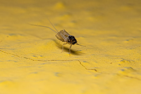 Tricopter mayfly insect exoskeleton on a yellow wall
