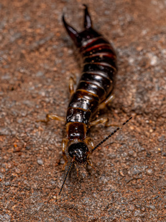 Small Epidermapteran Earwig Insect of the Family Anisolabididae