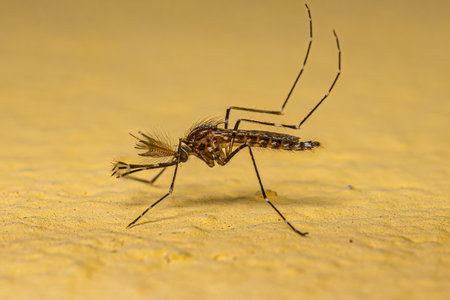 Adult Male Culicine Mosquito Insect of the Subgenus Rhynchotaeniaの写真素材