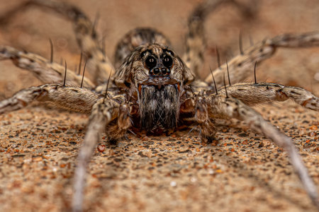 Adult Female Wolf Spider of the Family Lycosidaeの写真素材