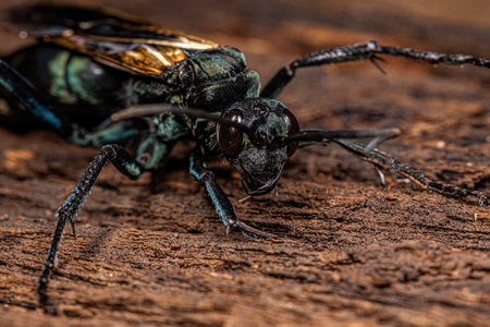 Adult Tarantula hawk Wasp of the Genus Pepsisの写真素材