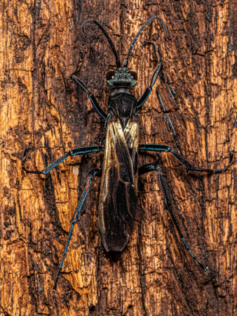Adult Tarantula hawk Wasp of the Genus Pepsisの写真素材