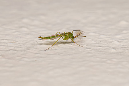 Adult Non-biting Midge of the Family Chironomidae