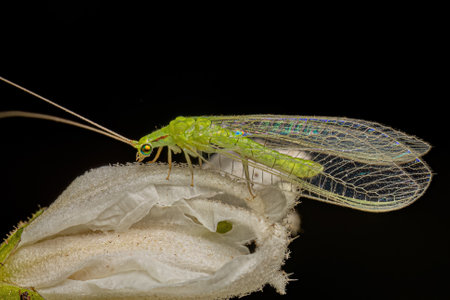 Adult Typical Green Lacewing of the Genus Ceraeochrysaの写真素材