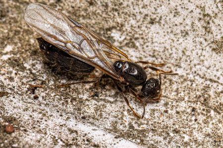 Adult Female Cocktail Ant of the Genus Crematogasterの写真素材