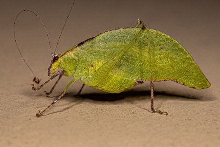 Adult Leaf Katydid of the Genus Topana