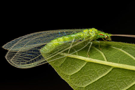 Adult Typical Green Lacewing of the Genus Ceraeochrysa