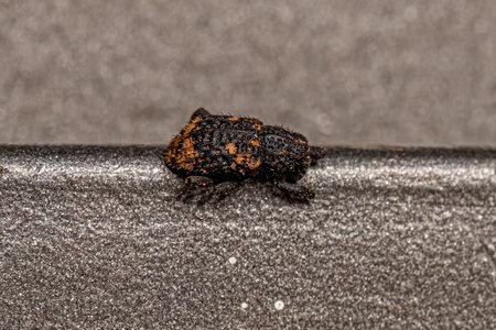 Adult True Weevil of the Family Curculionidae