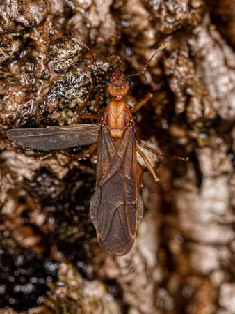 Adult Winged Male Acromyrmex Leaf-cutter Ant of the Genus Acromyrmex