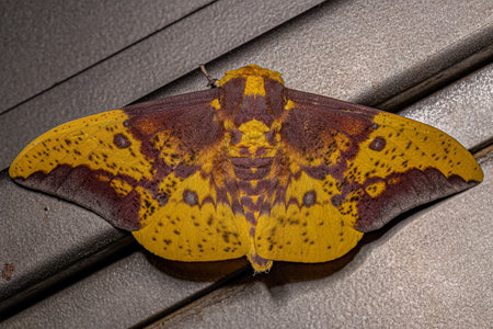 Adult Imperial Moth of the Genus Eacles