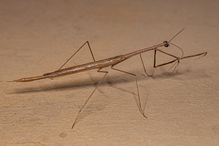Adult Thespid Mantis of the Genus Thesprotia