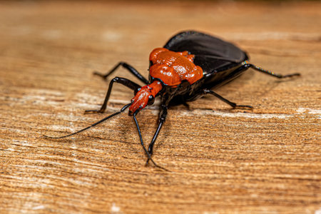 Adult Millipede Assassin Bug of the Genus Potheaの写真素材