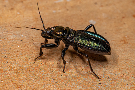 Corsair Bug Nymph of the Subfamily Peiratinae