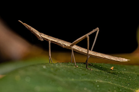 Neotropical Stick Grasshopper of the Family Proscopiidae