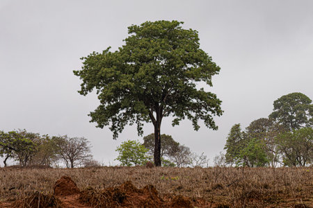 Angiosperm tree from Brazilian cerrado with early morning lighting