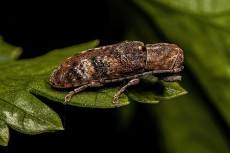 Adult Longhorn Beetle of the Genus Adetus