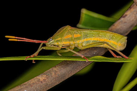 Adult Leaf-footed Bug of the Genus Savius