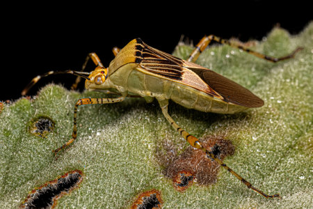 Adult Leaf-footed Bug of the Species Hypselonotus fulvus