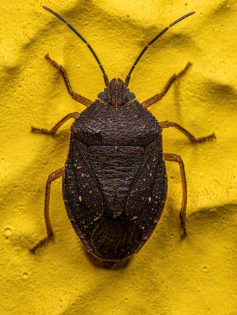 Adult Stink Bug of the species Stictochilus tripunctatus