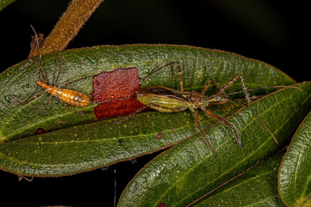 Assassin Bug Adult and Nymph of the Tribe Harpactorini