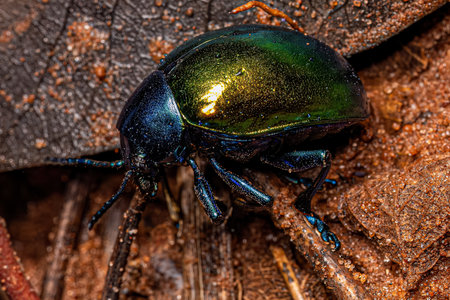Adult Leaf Beetle of the Subfamily Eumolpinae