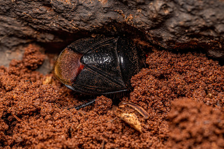 Adult Burrowing Bug of the Family Cydnidae