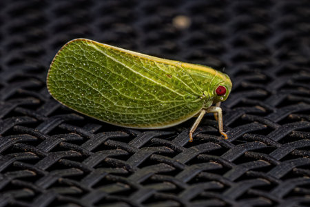 Adult Acanaloniid Planthopper of the Genus Acanaloniaの素材 [FY310194658203]