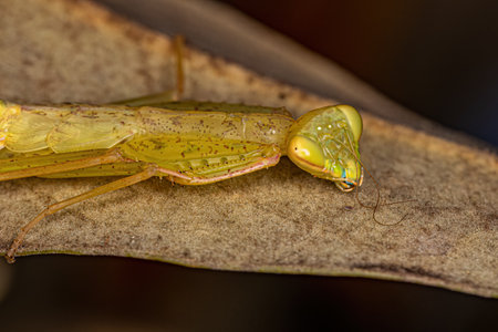 Green Photinaid Mantis Nymph of the Tribe Photinaini