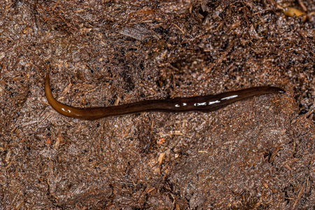 Neotropical Land Planarian of the Family Geoplanidae