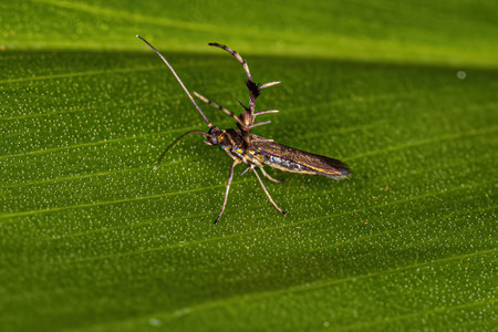 Adult Sun Moth of the Family Heliodinidae