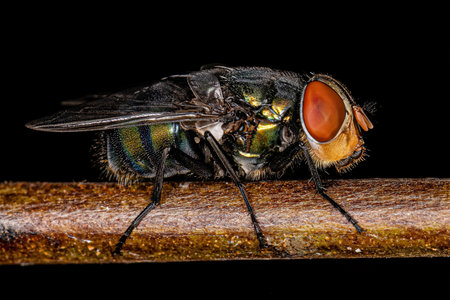 Adult Blow Fly of the Family Calliphoridaeの写真素材