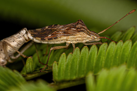 Adult Leaf-footed Bugs of the Genus Cebrenis coupling