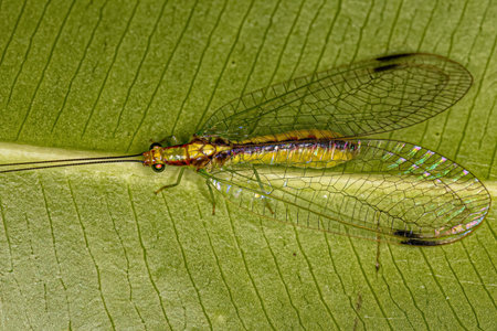 Adult Typical Green Lacewing of the genus Leucochrysa