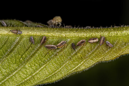 Typical Treehoppers nymphs of the Family Membracidae