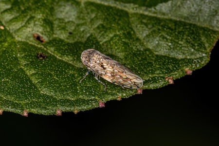 Adult Sharpshooter Insect of the Genus Menosoma