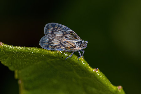 Adult Small Planthopper of the Genus Bothriocera