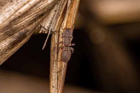 Adult Turtle Ant of the genus Cephalotes