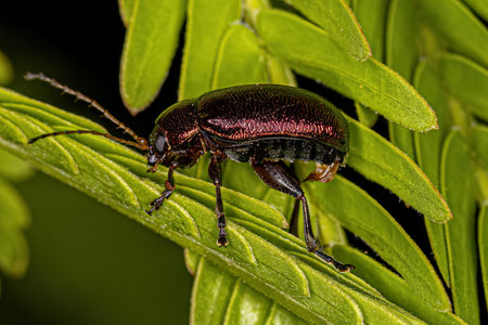 Adult Leaf Beetle of the Subfamily Eumolpinae