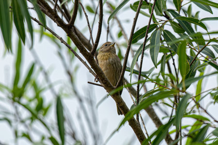 Female Saffron Finch Bird of the species Sicalis flaveola