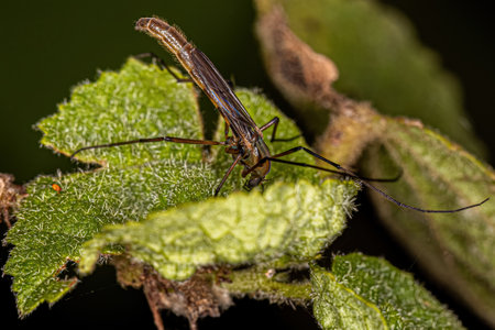 Adult Non-biting Midge of the Family Chironomidae