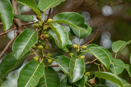 angiosperm fig tree of the genus ficusの写真素材