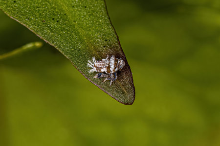 Small Typical Leafhopper Nymph of the Family Cicadellidae